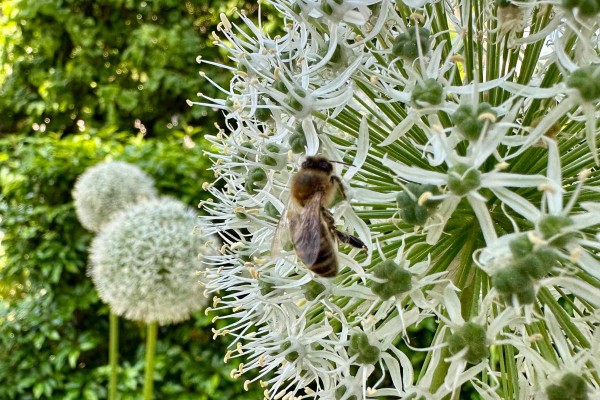 Heimische-Helfer-diese-Bienenarten-gibt-es