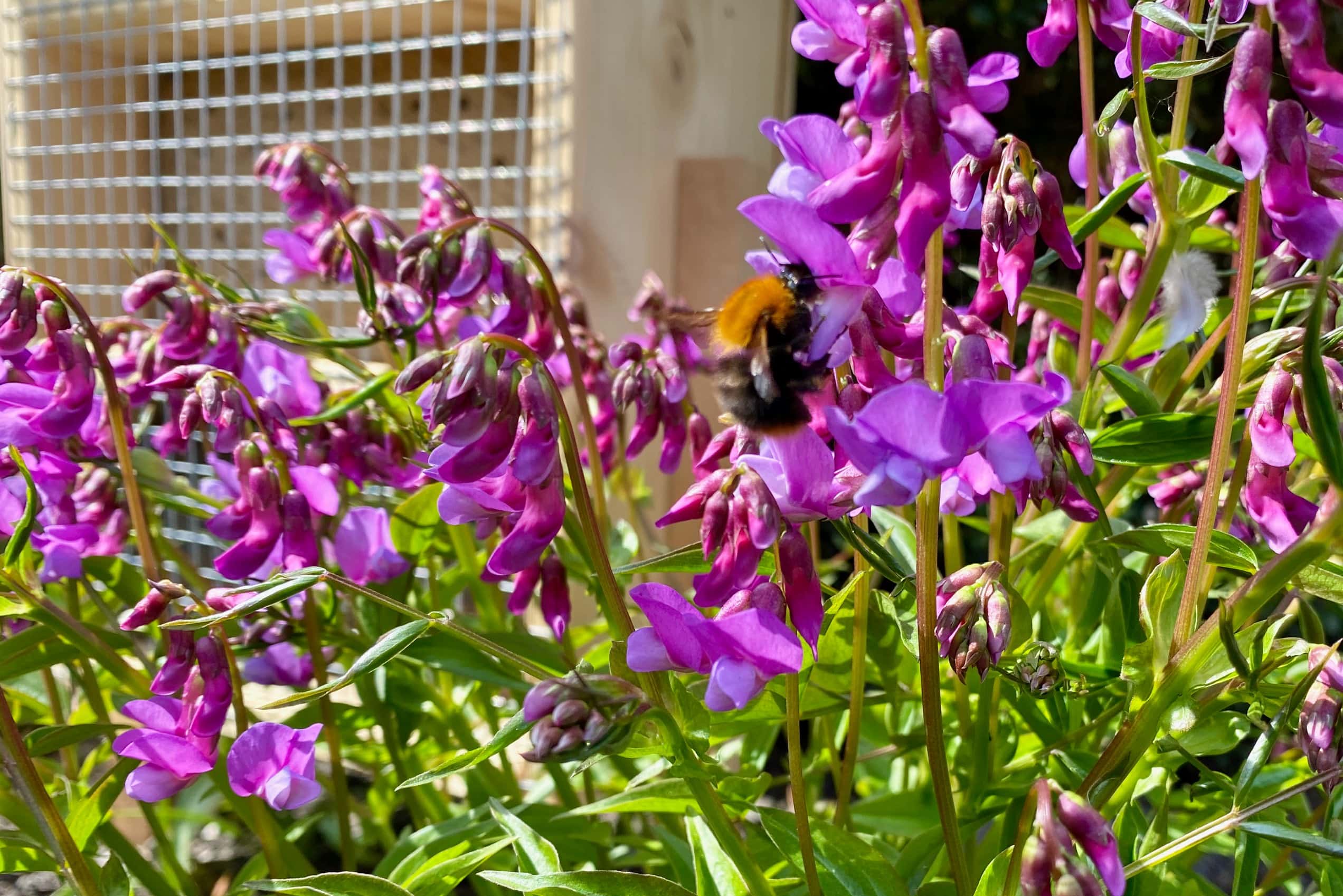 Bienenfreundliche Blüher