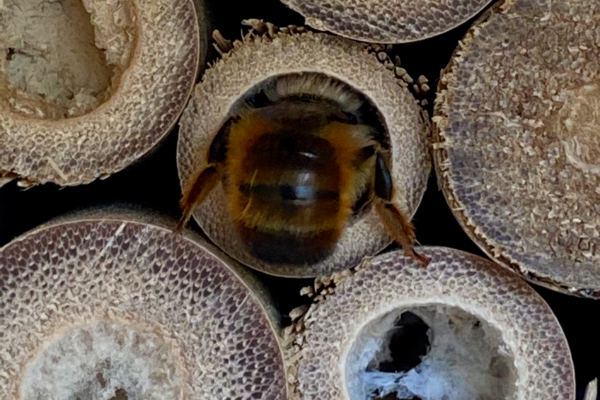 Das Bienenhotel | Einzug im Bienenhotel
