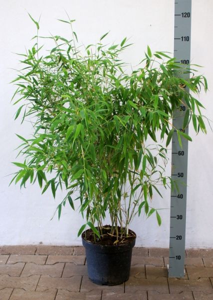 Bambus der Art Aufrechter Gartenbambus Ivory eignet sich als Solitärgewächs und als Hecke